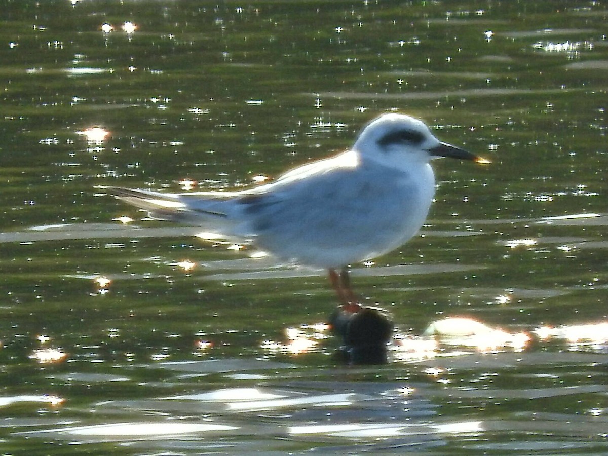 Snowy-crowned Tern - ML143890541