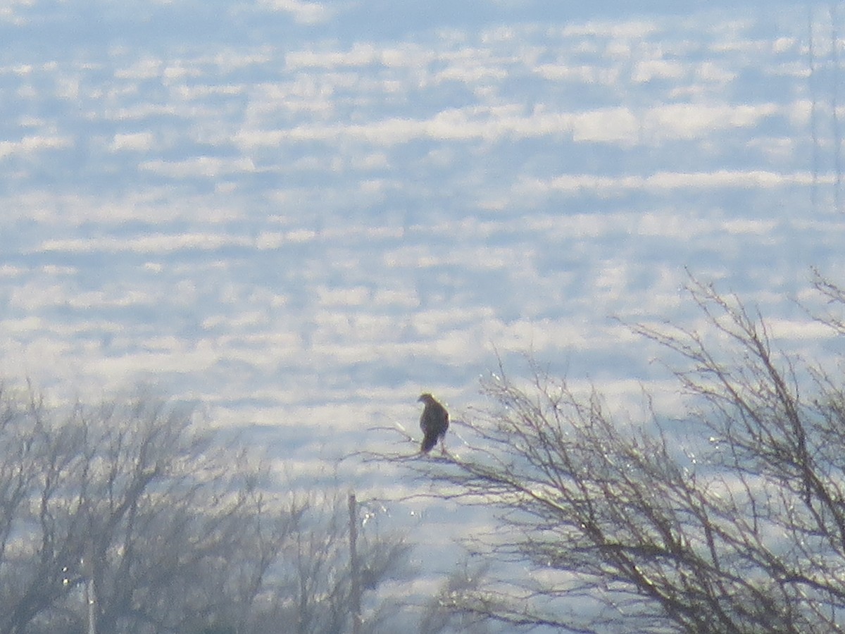 Caracara huppé (cheriway) - ML143893131