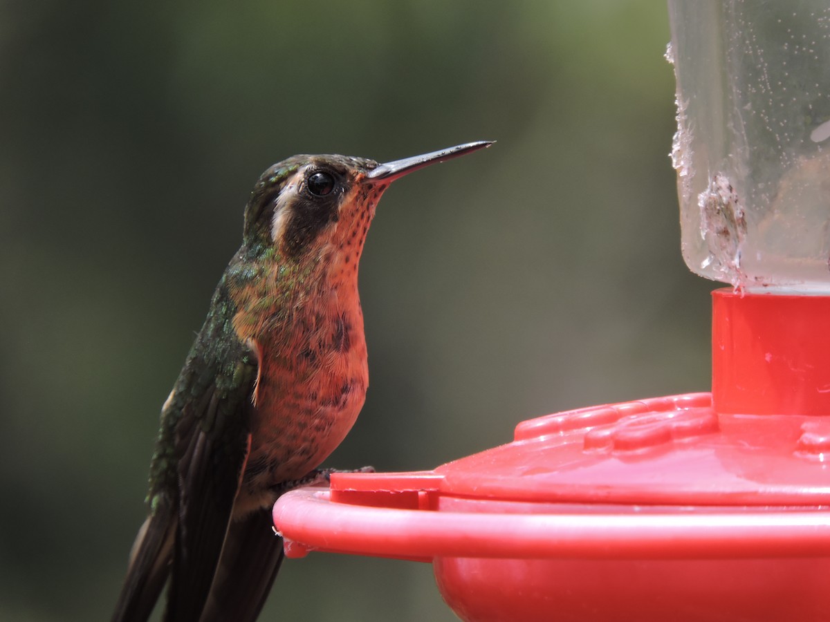 Speckled Hummingbird - ML143893991