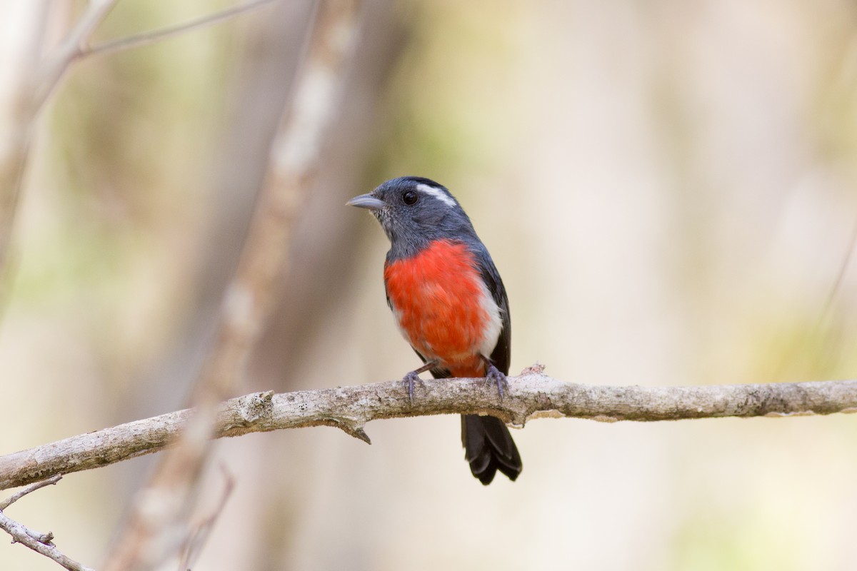 Gray-throated Chat - Francis Canto Jr