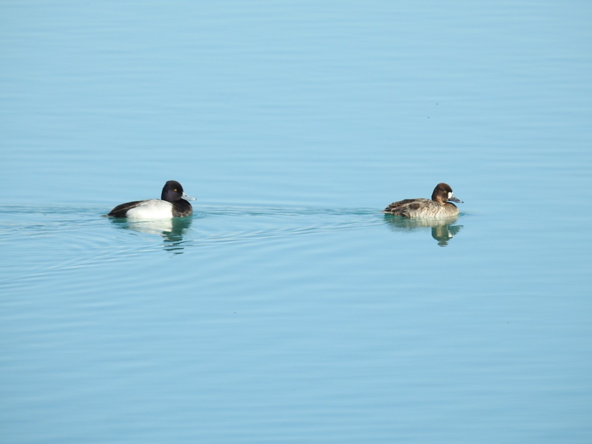 Lesser Scaup - ML143895361