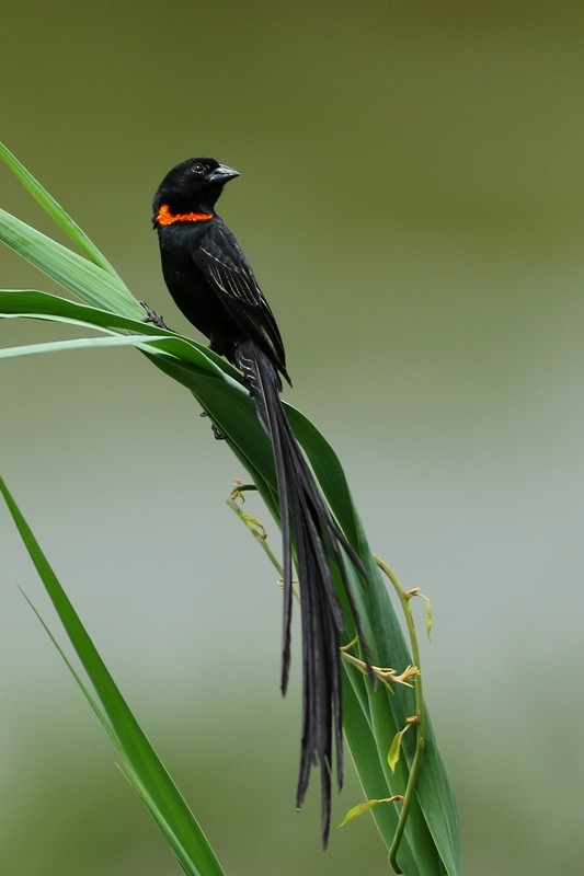 Red-collared Widowbird - ML143896371