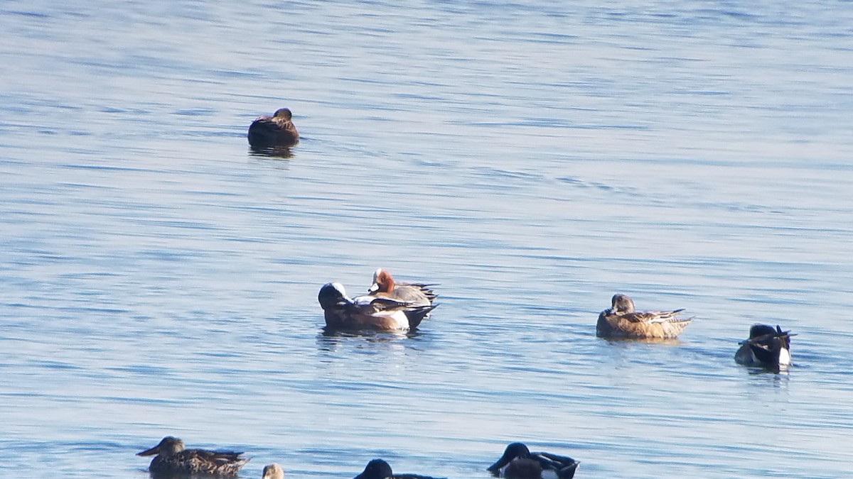 Eurasian Wigeon - ML143896391