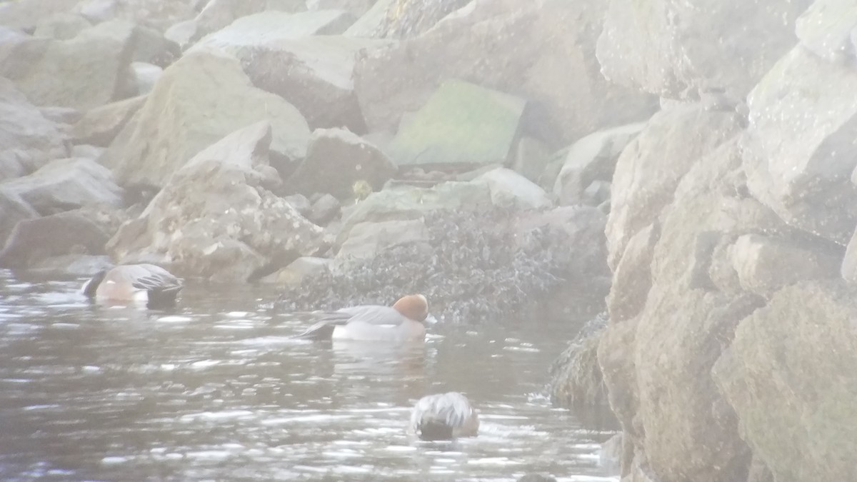 Eurasian Wigeon - Sean Camillieri