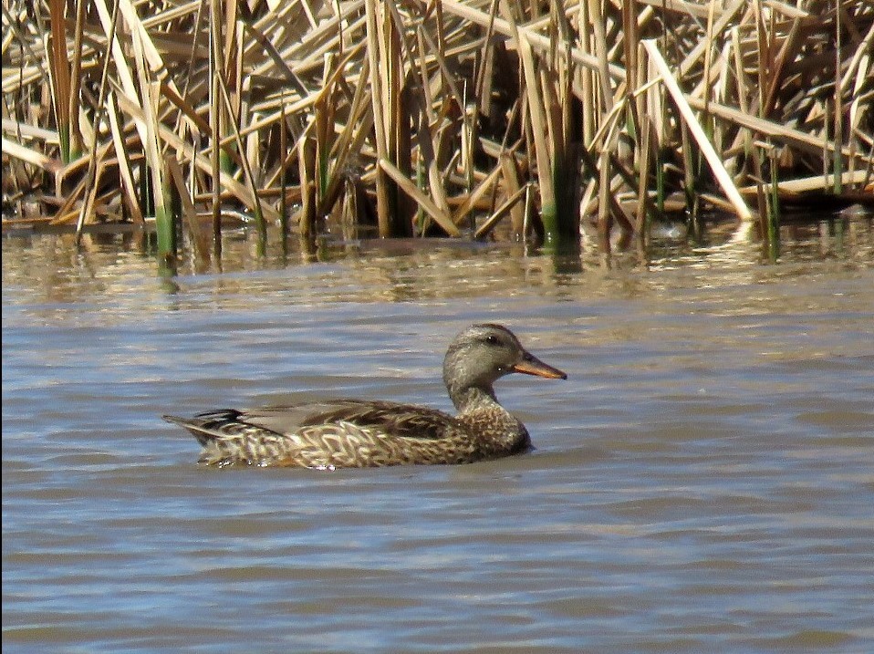 Canard chipeau - ML143896581