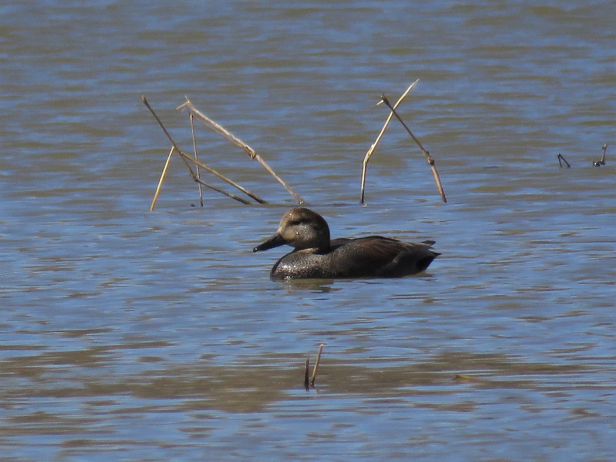 Gadwall - Jamal Andrewin