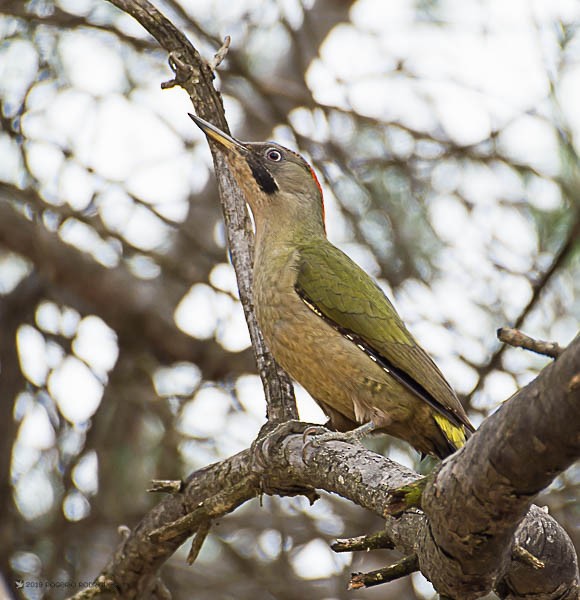 Iberian Green Woodpecker - ML143897901