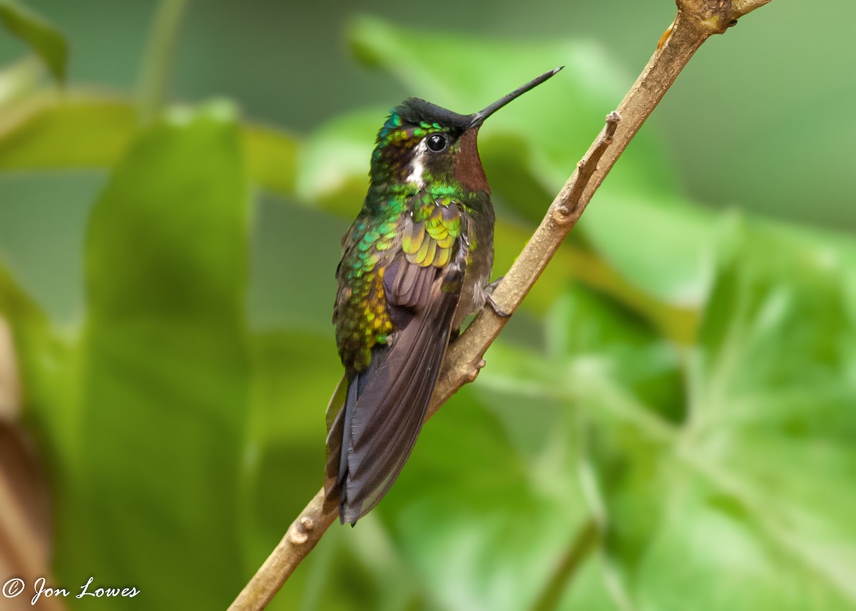 kolibřík fialovohrdlý - ML143898581
