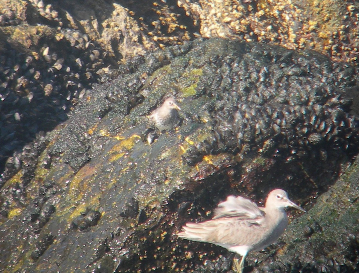 Rock Sandpiper - ML143898661