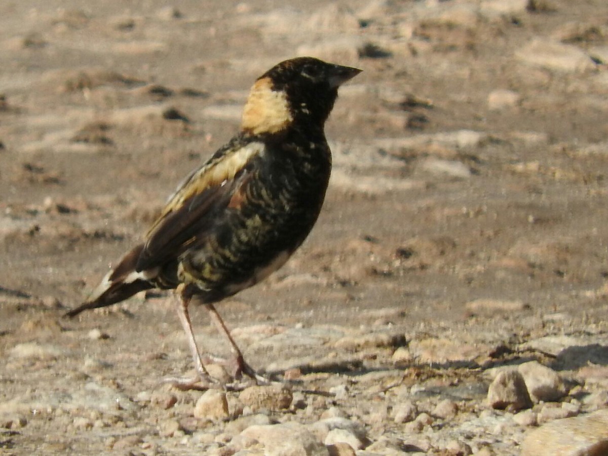 bobolink americký - ML143899241