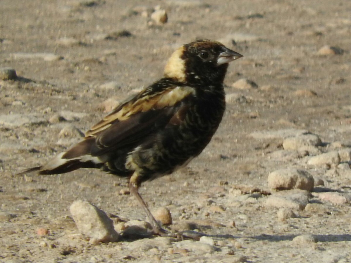 bobolink americký - ML143899271