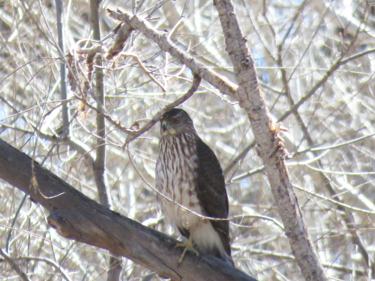 Cooper's Hawk - ML143899401