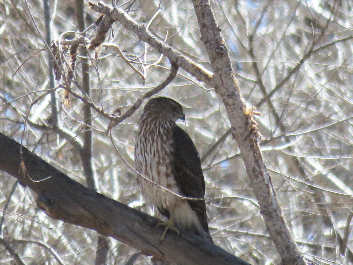 Cooper's Hawk - ML143899411