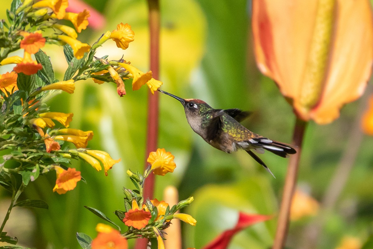 Colibrí Florido de Tolima - ML143899511