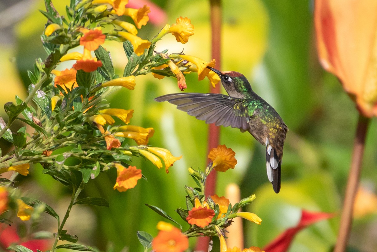 kolibřík čepičatý - ML143899521