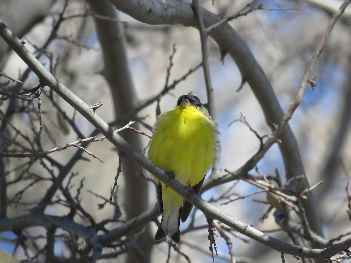 Lesser Goldfinch - ML143900261