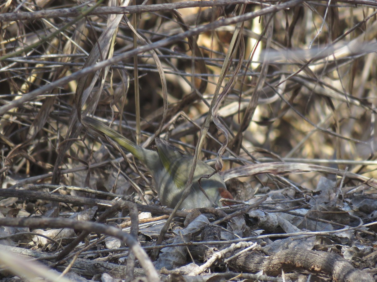 Green-tailed Towhee - ML143900721