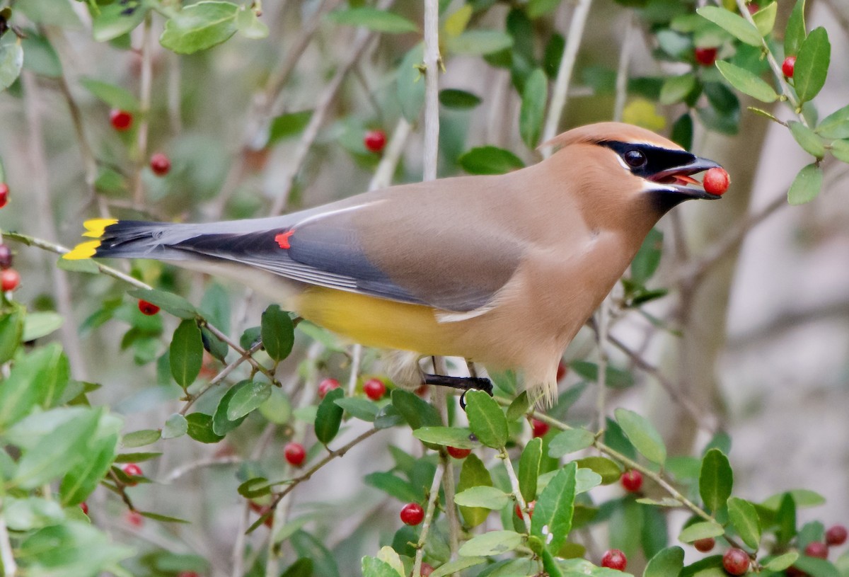 Cedar Waxwing - ML143901901