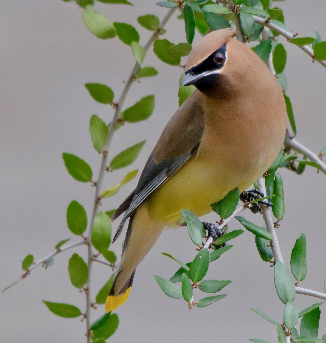 Cedar Waxwing - Susan Williamson