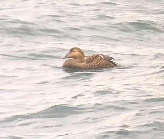 Common Eider - ML143902491