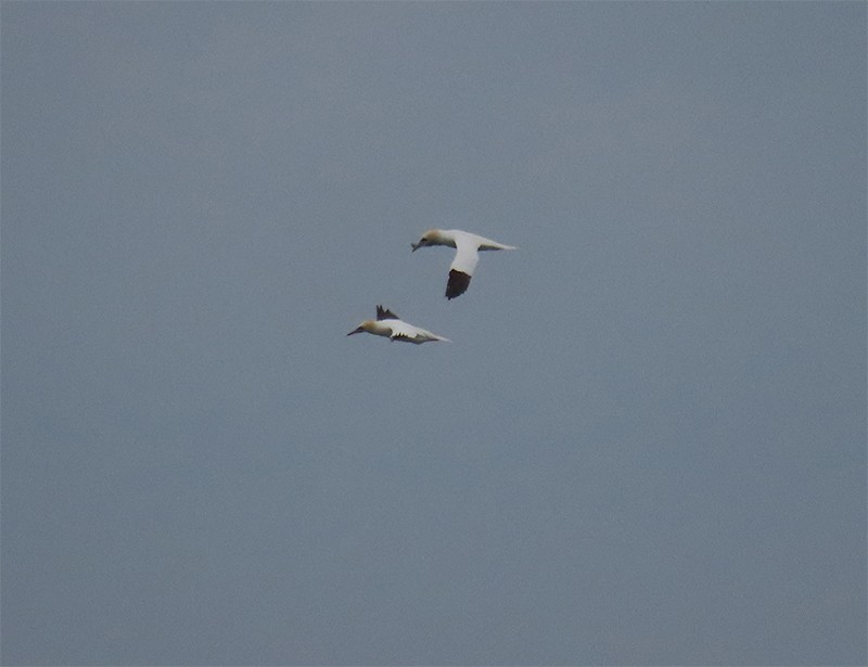 Northern Gannet - Karen Lebing