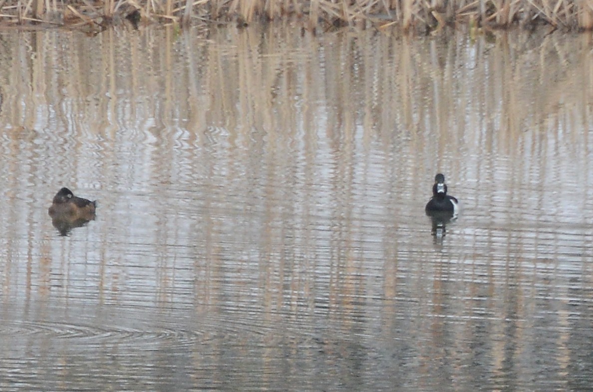 Ring-necked Duck - Bill Telfair