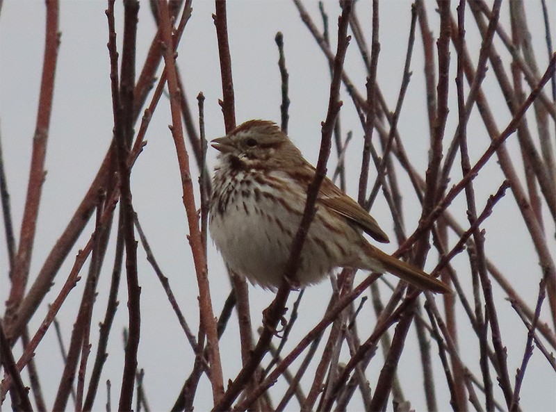 Song Sparrow - ML143904541