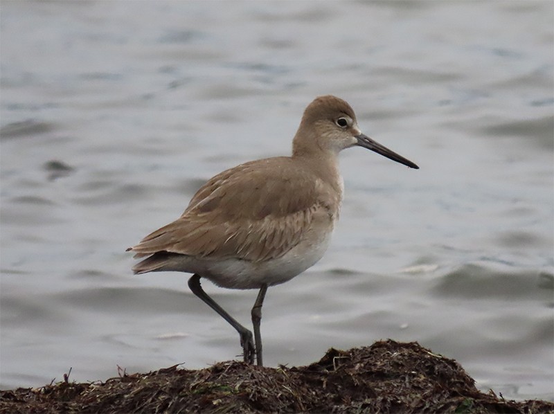 Willet - Karen Lebing