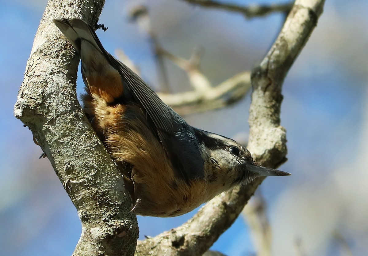 Red-breasted Nuthatch - ML143905361