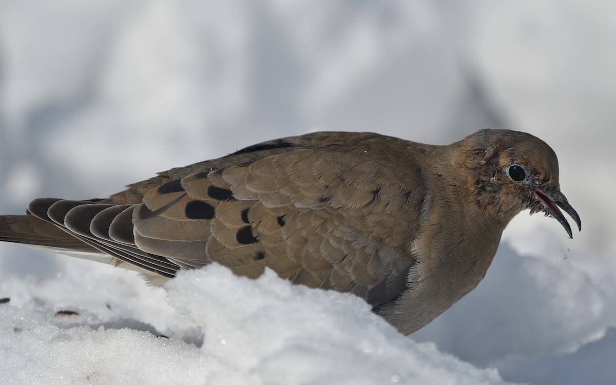 Mourning Dove - Louis Lemay