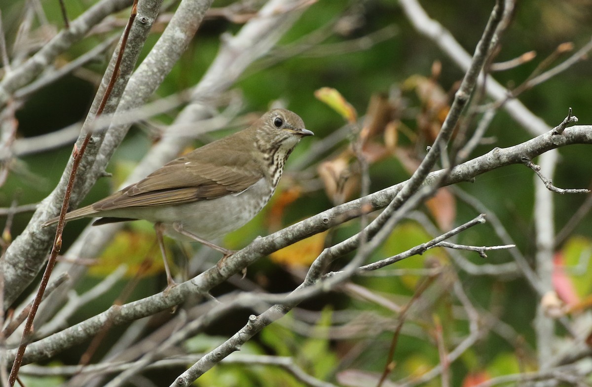 Gray-cheeked Thrush - ML143911081