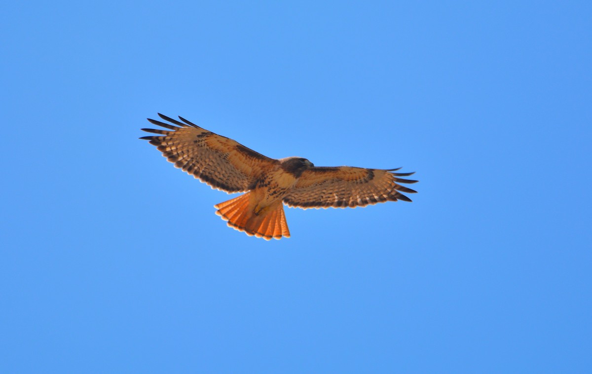 Red-tailed Hawk - ML143911171