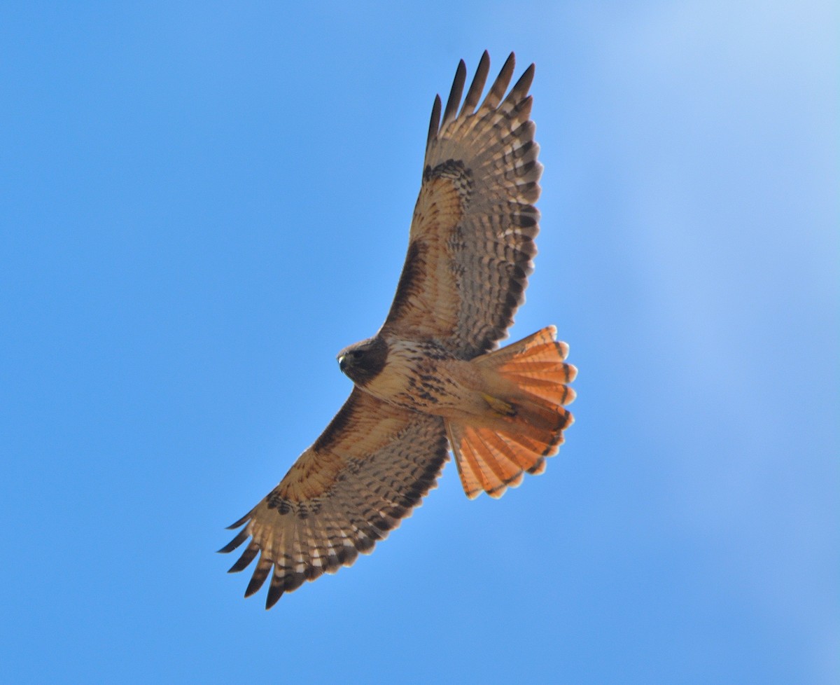 Red-tailed Hawk - ML143911181