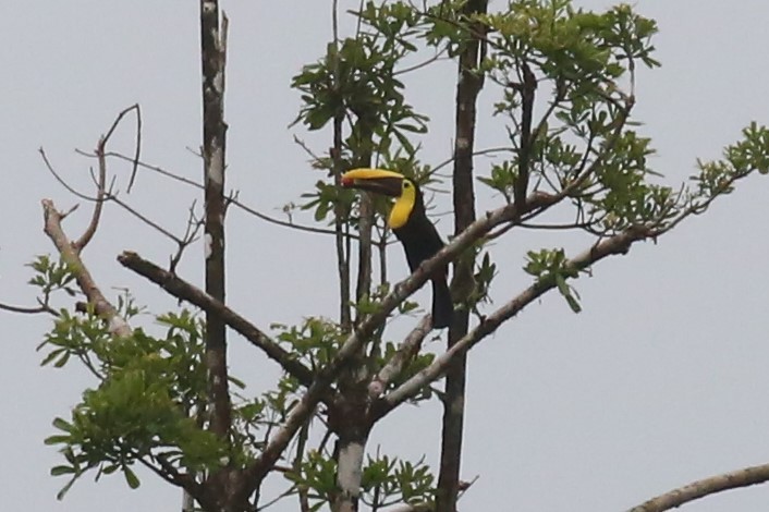 Yellow-throated Toucan - Charles Davies