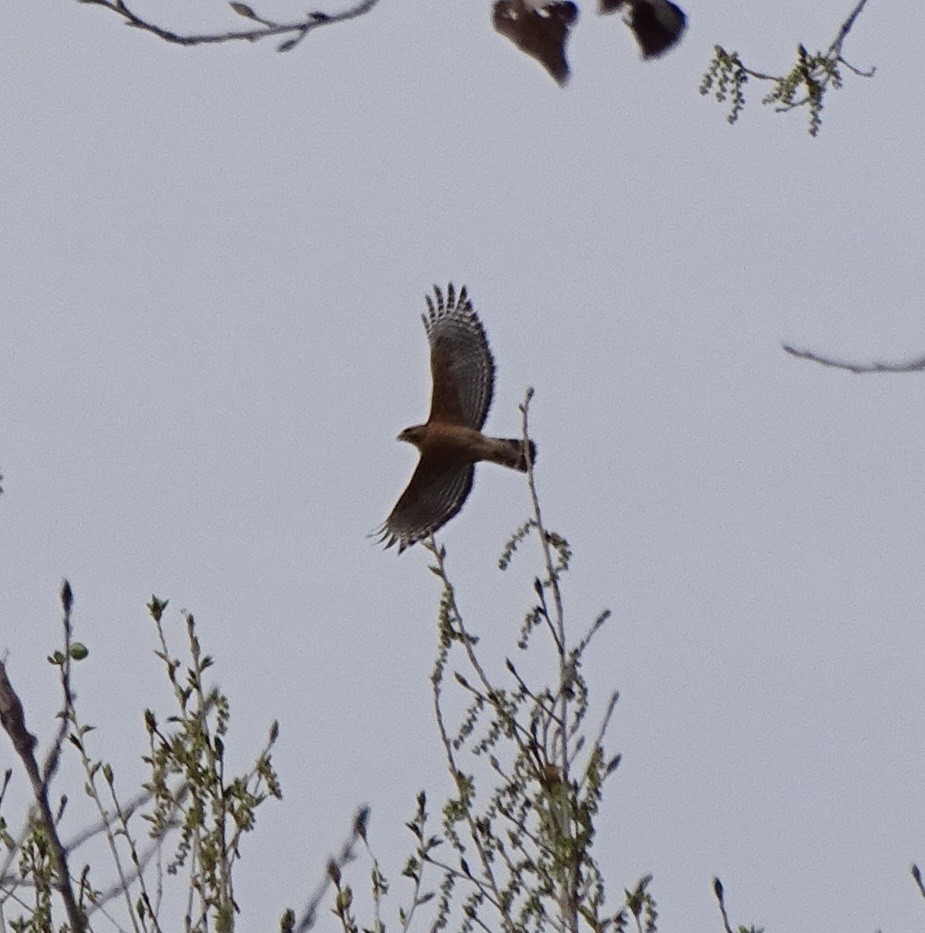 Red-shouldered Hawk (elegans) - Shawn Langston