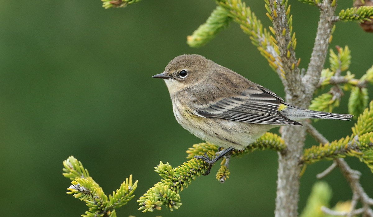 Yellow-rumped Warbler (Myrtle) - Luke Seitz