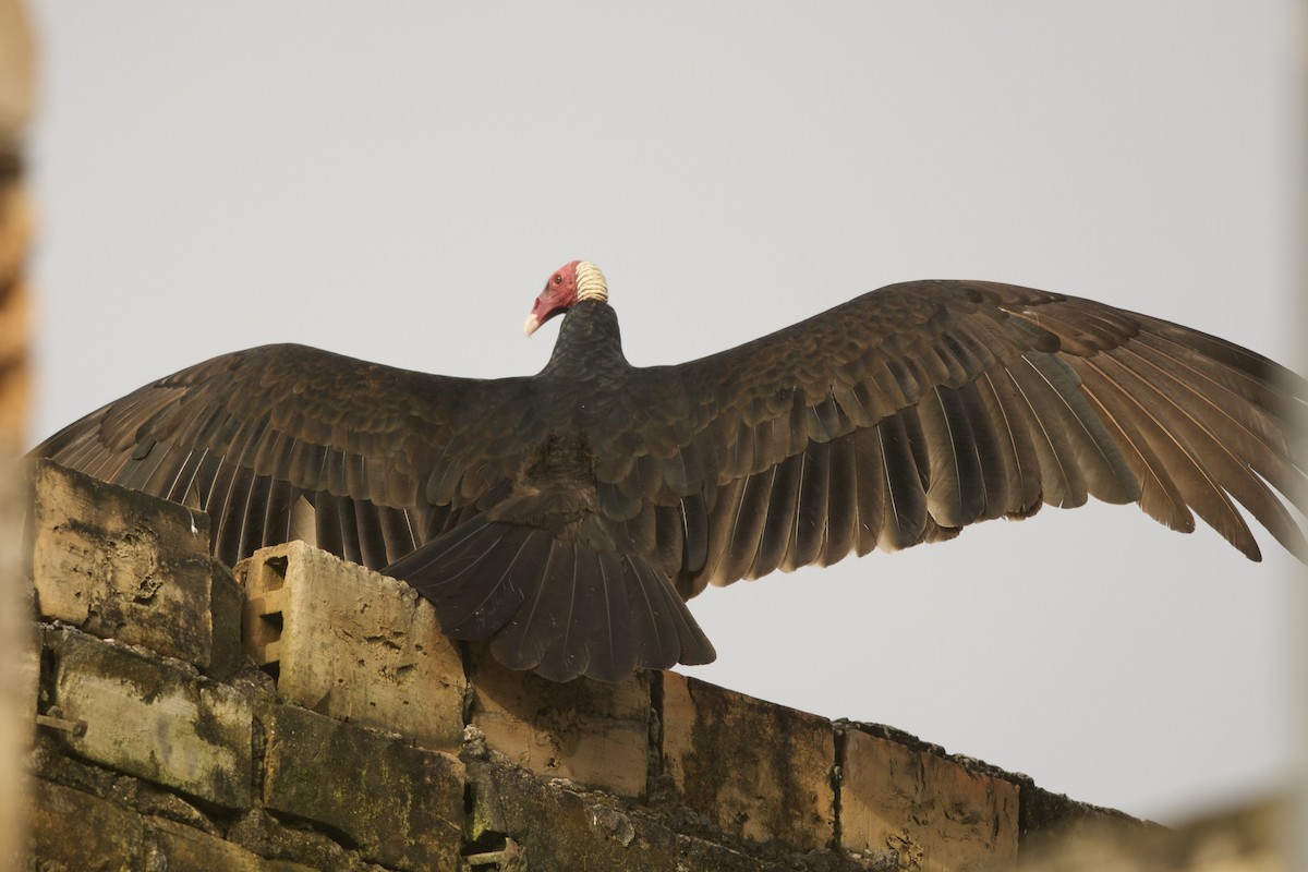 Turkey Vulture - ML143912381