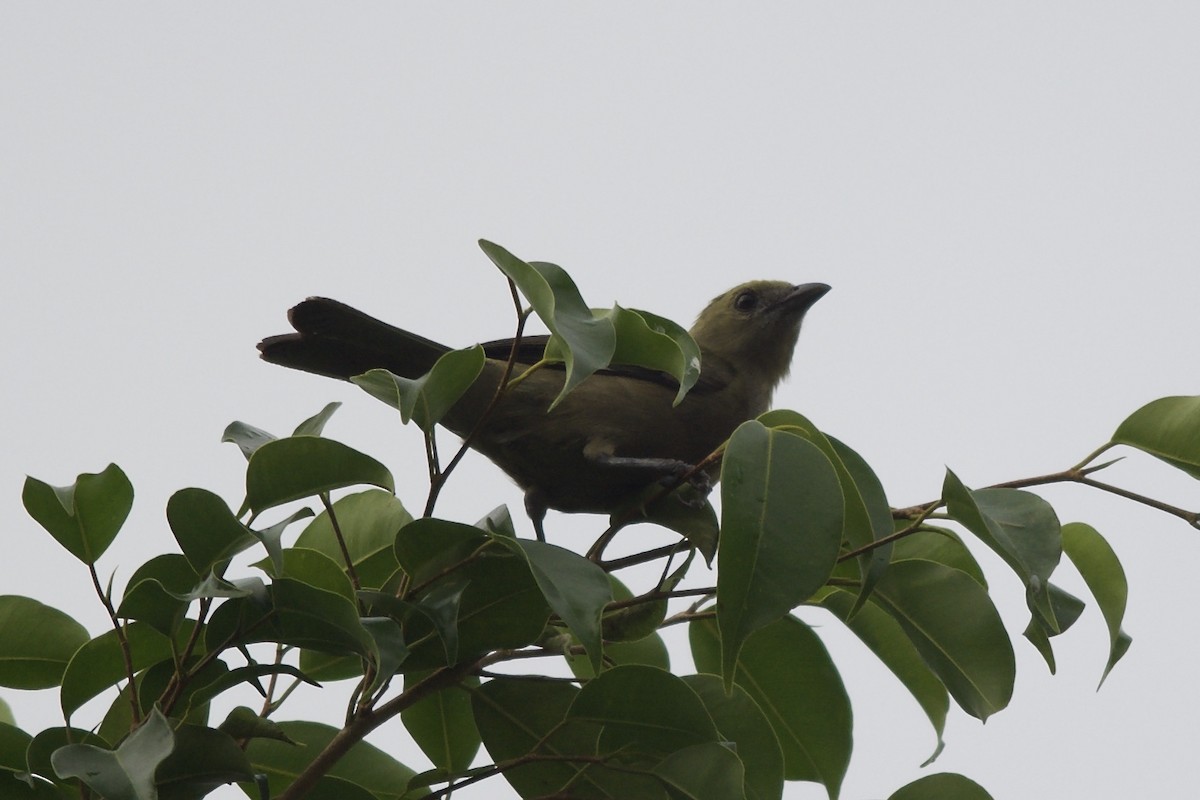 Palm Tanager - ML143912521