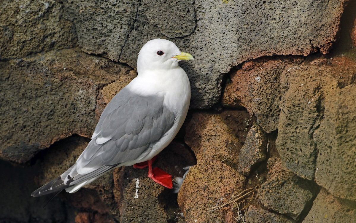 Red-legged Kittiwake - Luke Seitz