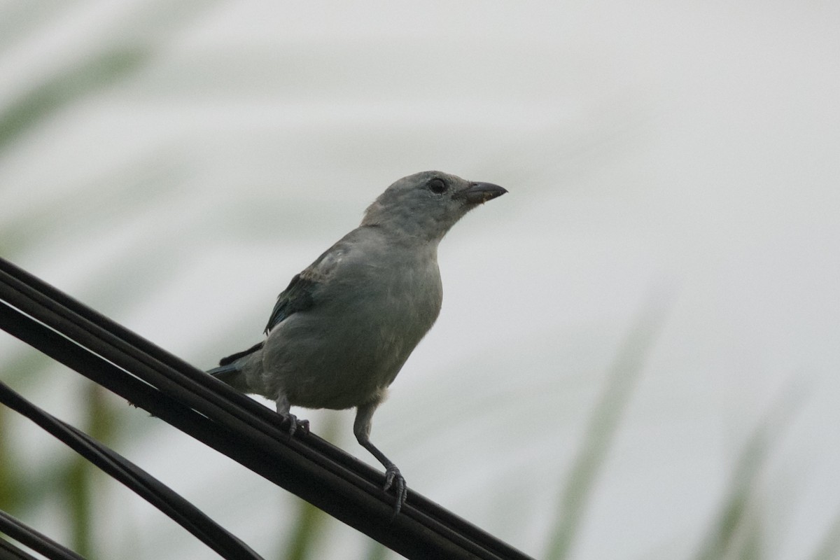 Blue-gray Tanager - ML143912711