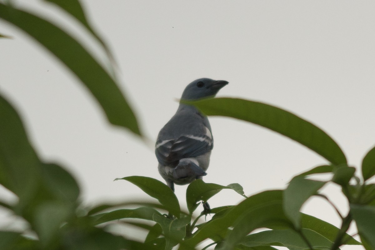 Blue-gray Tanager - ML143912721