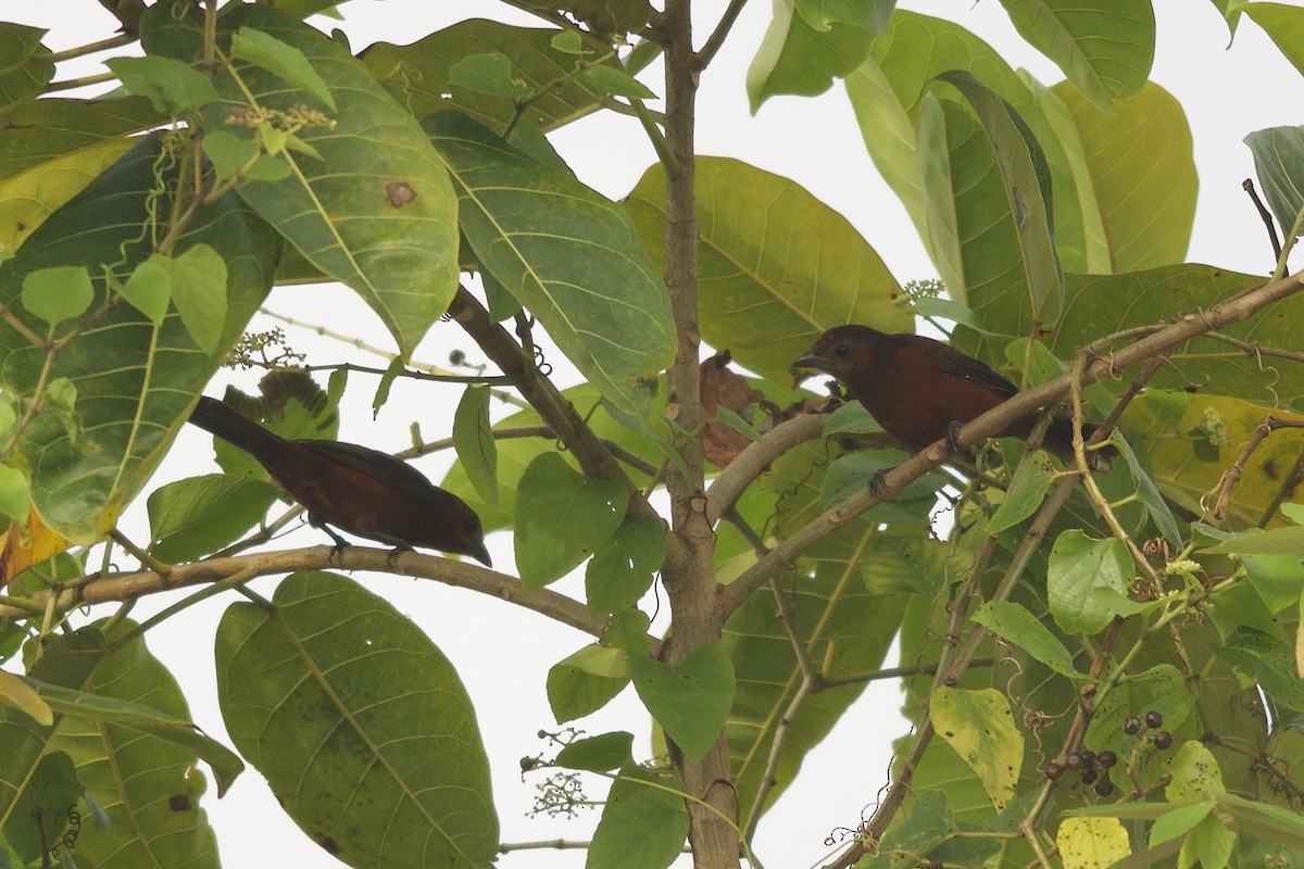 Silver-beaked Tanager - ML143912991