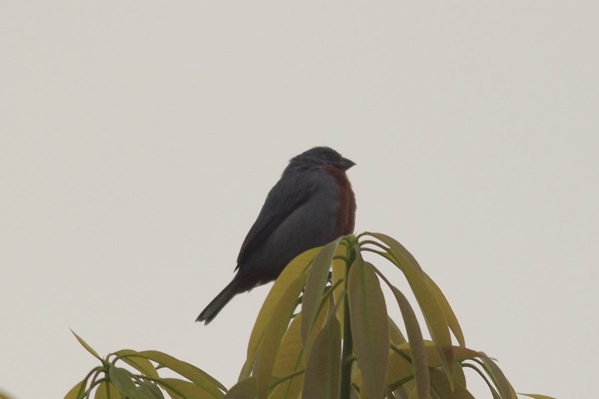 Chestnut-bellied Seedeater - ML143913681