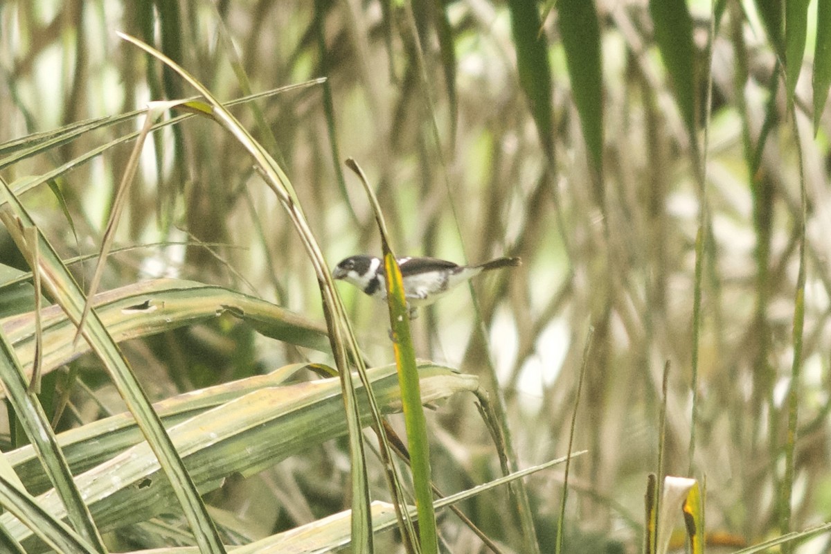 Wing-barred Seedeater (Caqueta) - ML143913811