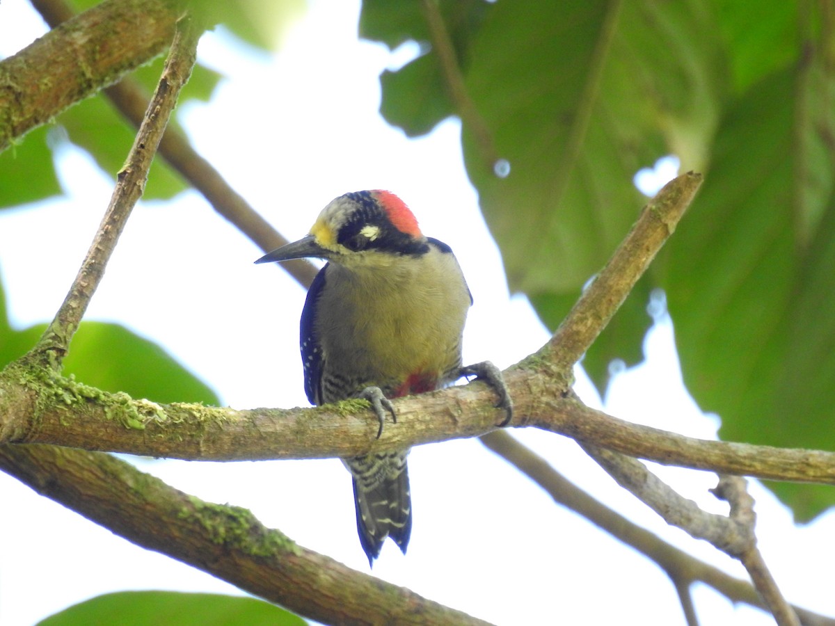 Black-cheeked Woodpecker - Jon Iratzagorria Garay