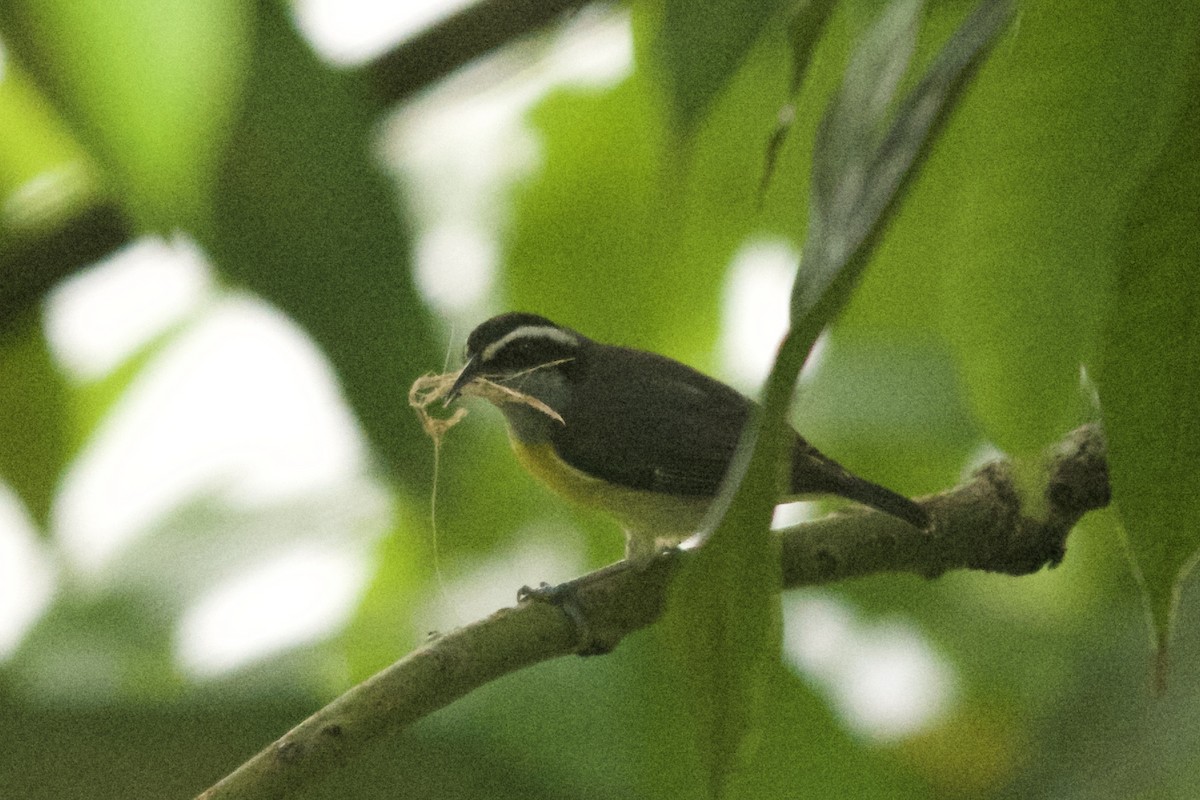 Zuckervogel - ML143914011