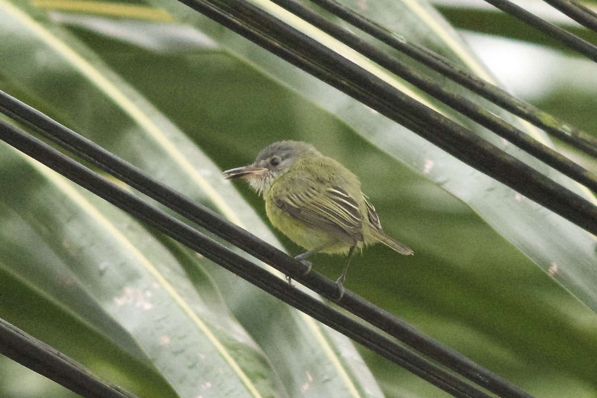 Spotted Tody-Flycatcher - ML143914151