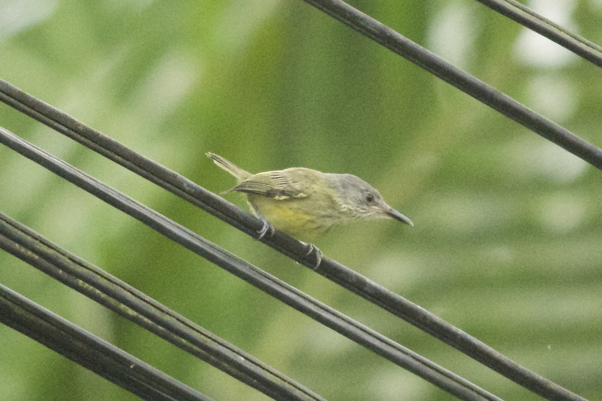 Spotted Tody-Flycatcher - ML143914171