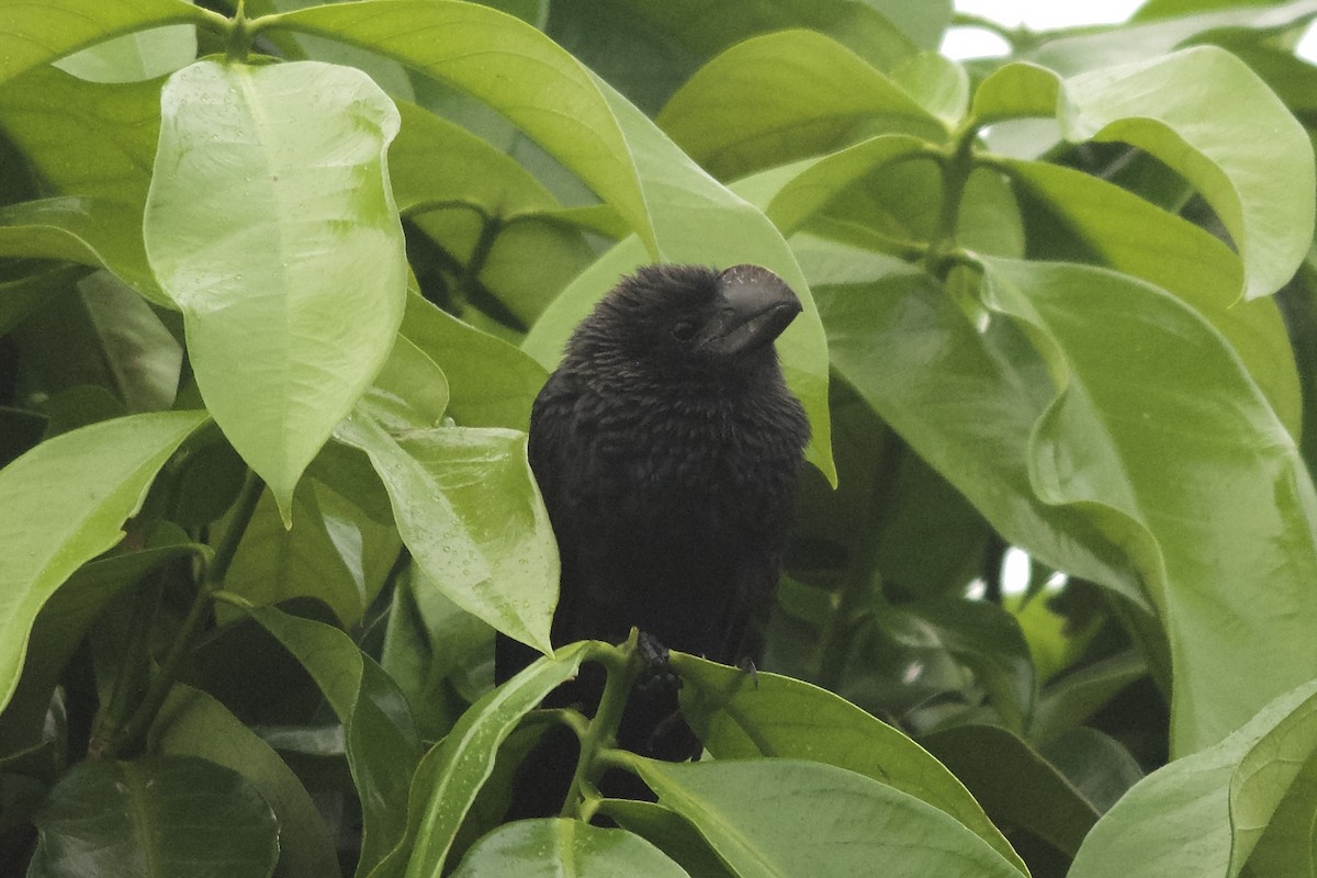 Smooth-billed Ani - ML143914381