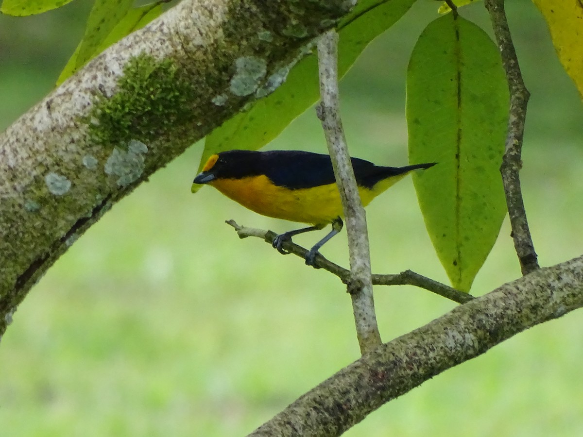 Violaceous Euphonia - ML143914551